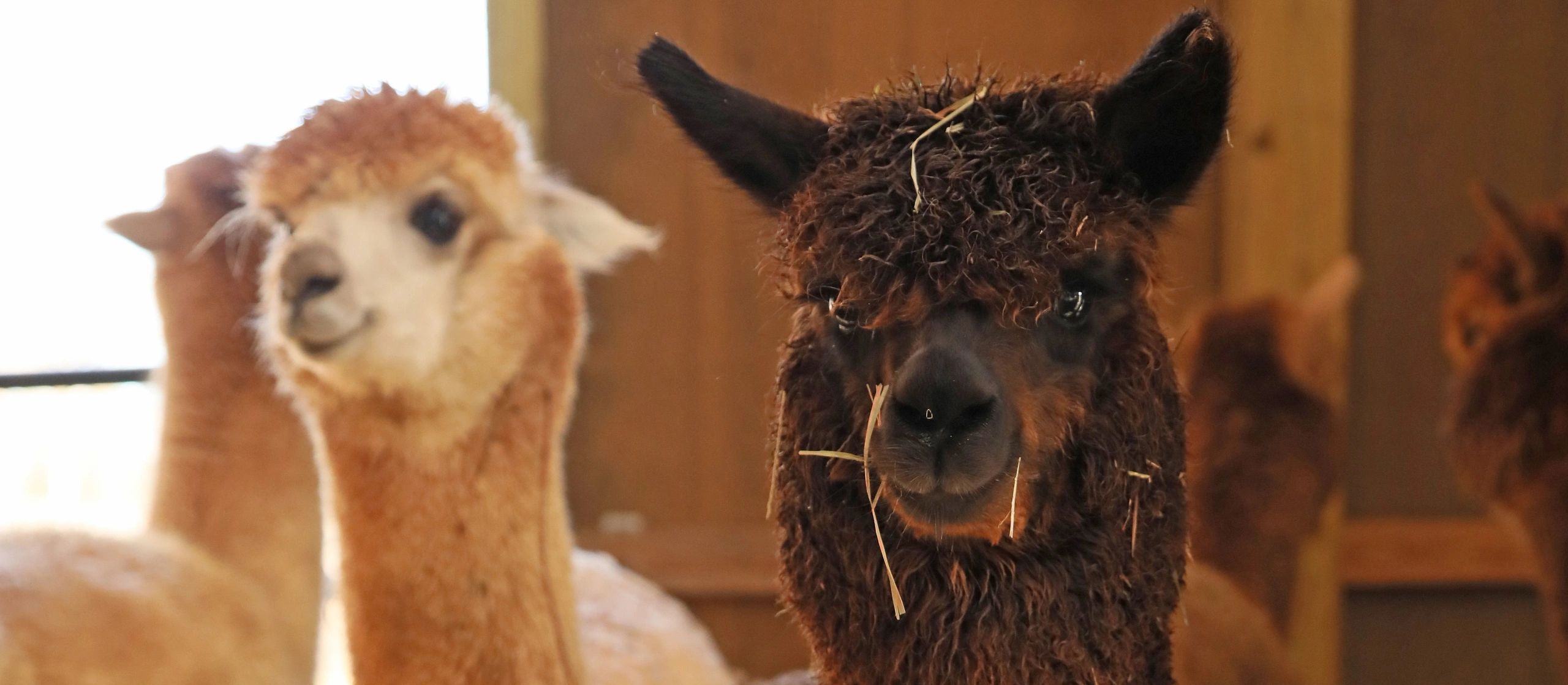 All About Alpacas